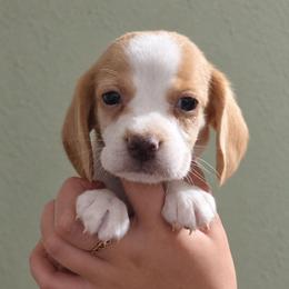 Tin Man - Lemon and white male Beagle puppy in Lake City, Florida from Sunkissed Beagles
