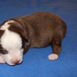 Cider - Red tri-color male Miniature American Shepherd puppy in Hillsdale, Michigan from Faithwalk Aussies and Mini American Shepherds