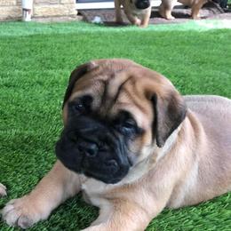 Bullmastiffs from Fortress Bullmastiffs
