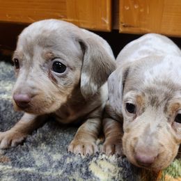 Dachshunds from Starr Springs Doxies