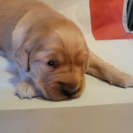 Charlie - Dark golden male Golden Retriever puppy in Texas from Copperhead Creek Goldens