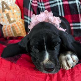 Black Mantle Tanpoint - Black and white female Great Dane puppy in Greenville, South Carolina from Allen’s Ridge Ranch