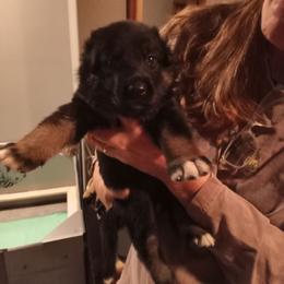 Girl 3 teal collar - Black and tan female German Shepherd puppy in Nye, Montana from Duke AKC Shepherds