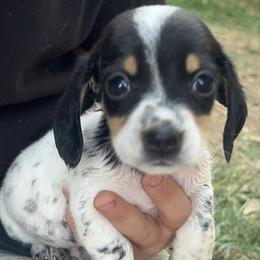 Dachshund puppies from Carter's Kennels