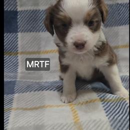 Girl 1 - Red tri female Miniature Australian Shepherd puppy in Bend, Oregon from Badlands Toy and Mini Aussies