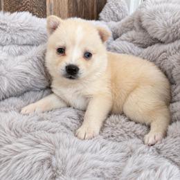 Honey - Red and white female Pomsky puppy in Mannington Township, New Jersey from Little Husky Hutt