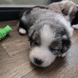 Australian Shepherd Puppies from Page Family Homestead