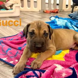 Gucci - Fawn male Great Dane puppy in Aldie, Virginia from High Point Mountain Danes