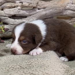 Randy - Red tri-color male Australian Shepherd puppy in Butler, Georgia from Aussies at Howling Hill Farm