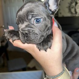 French Bulldog Puppies from Lewert’s puppies