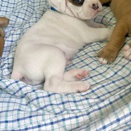 Boxer Puppies from Martinez Boxers of Central Florida