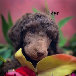 Star - Brown male Poodle puppy in Greenville, North Carolina from Grace Poodles