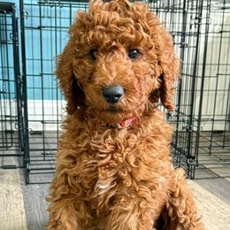 Pink Girl - Red  Poodle puppy in Keedysville, Maryland from Sunshine Red Standard Poodles