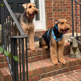 Airedale Terrier Puppies from Cool Hand Luke Kennels