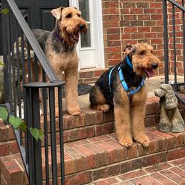 Airedale Terrier Puppies from Cool Hand Luke Kennels