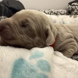 August - female Long Haired Weimaraner puppy in Blanchardville, Wisconsin from Northern Bluegrass Weimaraners