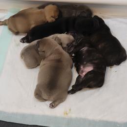 French Bulldog Puppies from BBS Frenchies