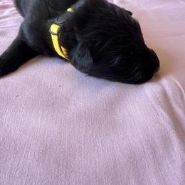 Yellow collar male - Black male German Shepherd puppy in Jennings, Kansas from Lost Creek German Shepherds LLC