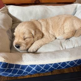 Yellow - Light golden female Golden Retriever puppy in Lebec, California from Socalretrievers