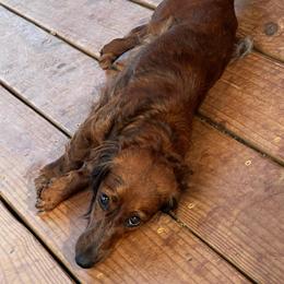 Daxze - Dachshund
