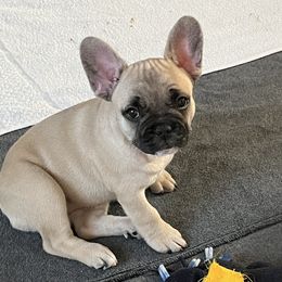 French Bulldog Puppies from A Cute Pair of Frenchies