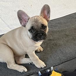 French Bulldog Puppies from A Cute Pair of Frenchies