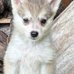 Annie - Gray and white female Alaskan Klee Kai puppy in Winthrop, Minnesota from Kayobi Shibas
