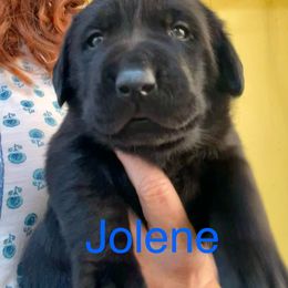 Jolene - Black female Labrador Retriever puppy in Mineral, Virginia from Canine Assist