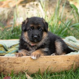 Akira (dark pink collar) - Black and red female German Shepherd puppy in Ballston Spa, New York from Von Fahringer Shepherds