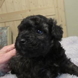 Vera Bradlee - Black and white female Aussiedoodle puppy in Warrensburg, Missouri from Booty Shaker Toy and Miniature Poodles and Aussies