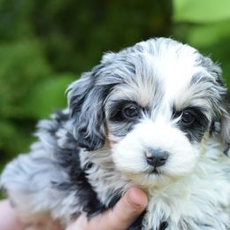 Bernedoodles and Cavapoos from Rocky River Cavapoos