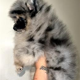 Pomeranian Puppies from Nel’s Pomeranians