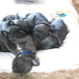 French Bulldog Puppies from Crooked C Ranch