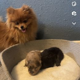Sabrina - Pomeranian