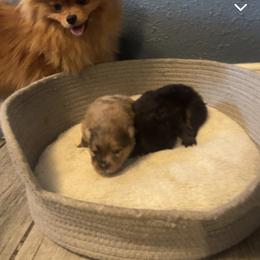 Sabrina - Pomeranian
