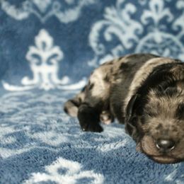 Assorted Doodle Crosses Puppies from Doodles Domain