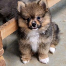 Pomeranians from Julskennel