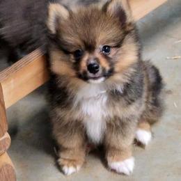 Pomeranians from Julskennel