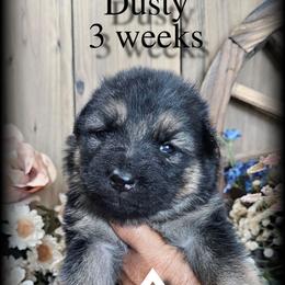 Dusty - Black and tan male German Shepherd puppy in Sequim, Washington from German Shepherd Haus