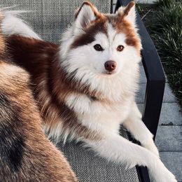 Kash - Pomsky