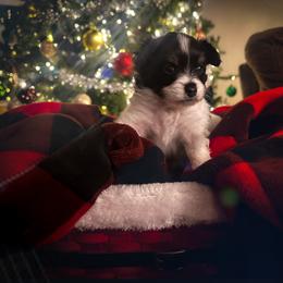 Blueberry - White black and tan male Papillon puppy in Coatesville, Indiana from Wendy’s Wings