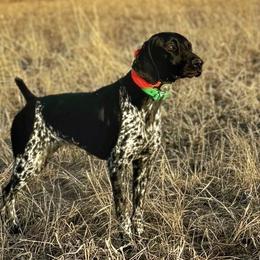 Sage - German Shorthaired Pointer