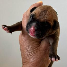 Mr Light Blue - Fawn male Boxer puppy in Palm Coast, Florida from Starlight Boxer Corner