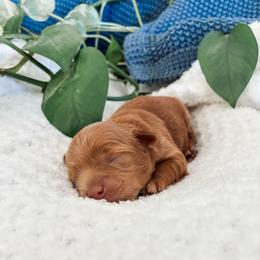 Snoopy - Apricot male Havapoo puppy in Marquand, Missouri from Perfectly Playful Doodles