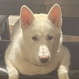 Nova - Siberian Husky