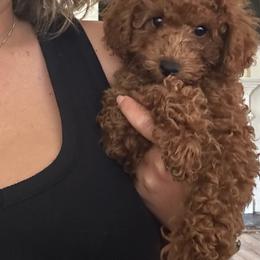 Rocco-Orange Collar - Red  male Poodle puppy in Atlanta, Georgia from Sprinkle Me Puppy