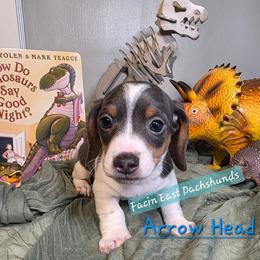 Arrowhead - AKC - Fawn (isabella) and tan male Dachshund puppy in Selma, North Carolina from Facin East Dachshunds
