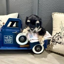 Mimosa - Black and silver female Miniature Schnauzer puppy in St. Augustine, Florida from Ancient City Schnauzers