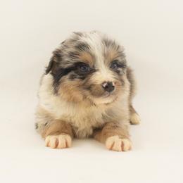Shamrock - Blue merle male Australian Shepherd puppy in Placerville, California from BFF Aussies