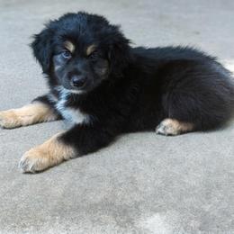 Blaze - Black tri-color male Australian Shepherd puppy in Harrah, Oklahoma from Kamm's Aussies